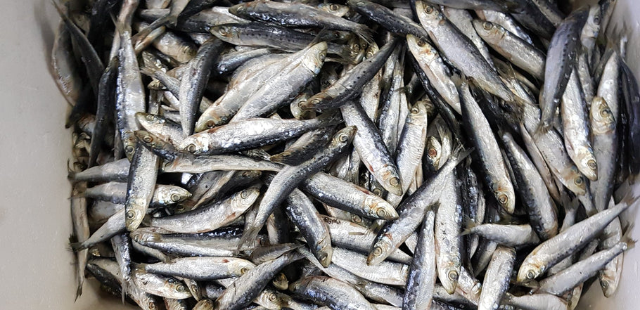 Why salting bait is smart money, for the savvy Fisherman